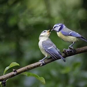 Blue Tit - parent bird feeding fledgling, Lower Saxony, Germany