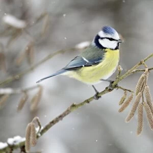 Blue Tit - perched on hazelnut branch in winter snow - Lower Saxony - Germany