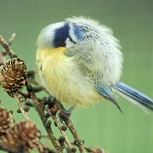 Blue Tit preening in cold weather