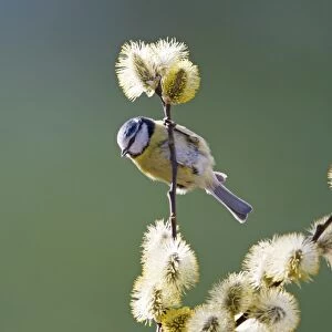 Blue Tit - on pussy willow - Bedfordshire - UK 007048