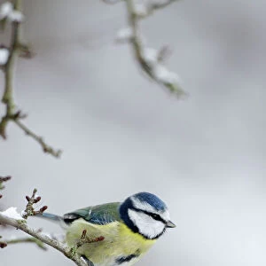 Blue Tit - in winter - with snow on trees - Cleveland - UK