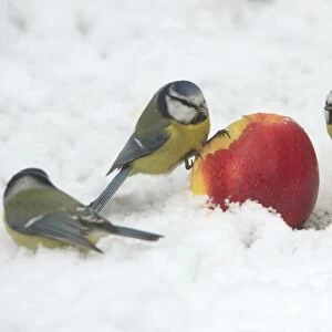 Blue Tits - Feeding on apple put out for birds in garden snow, winter-time. Lower Saxony, Germany