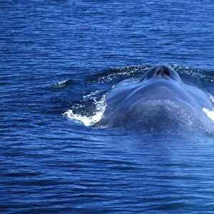 Blue whale Gulf of California (Sea of Cortez), Mexico