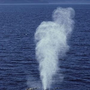 Blue whale Photographed in the Gulf of California (Sea of Cortez), Mexico