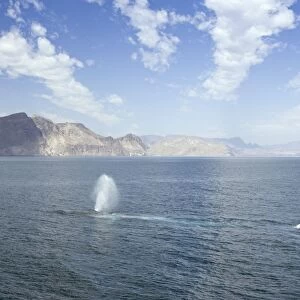 Blue Whale - surfacing - Sea of Cortez - California - Mexico
