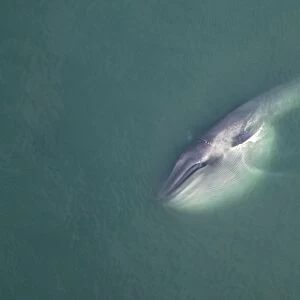 Blue Whale - This whale has been gathering food deep within the water column and reaches the surface with the throat pleats still distended, forming an enormous pouch. The whale is laying on its side, a pectoral flipper visible above