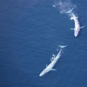 Blue Whales - Near surface Gulf of California (Sea of Cortez), Mexico