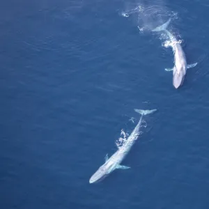 Blue Whales - Near surface Gulf of California (Sea of Cortez), Mexico