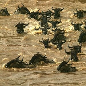 Blue Wildebeest / Brindled Gnu Crossing river during migration Mara River, Maasai Mara, Kenya, Africa