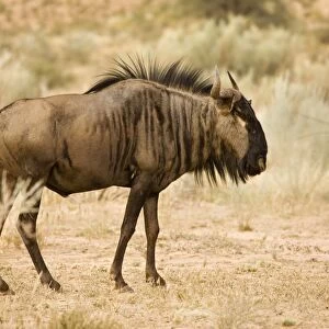 Blue Wildebeest-Foragig among Kalahari Shrub Kgalagadi Transfrontier Park-South Africa-Botswana-Africa