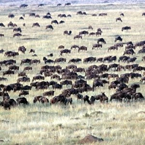 Blue Wildebeest - herd. Maasai Mara National Park - Kenya - Africa