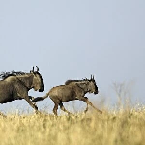 Blue Wildebeest - running. Maasai Mara National Park - Kenya - Africa