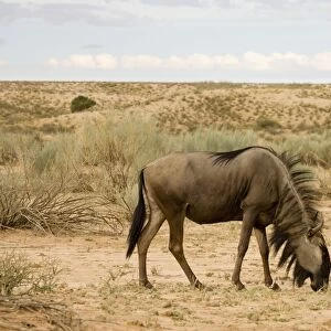 Blue Wildebeest-Side profile whilst feeding Kgalagadi Transfrontier Park-South Africa-Botswana-Africa