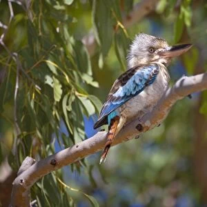 Blue-winged Kookaburra - female adult Blue-winged Kookaburra sitting on a gum tree looking out - Western Australia, Australia