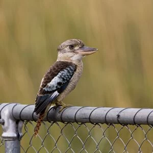 Blue-winged Kookaburra Inhabits open woodlands, trees lining rivers, paperbark wetlands, outback communities and stations. From the Pilbara and Kimberley in Western Australia across the Top End through to eastern Queensland