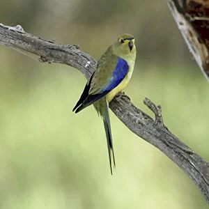 Blue-winged Parrot - Peter Murrell Reserve - Hobart, Tasmania, Australia