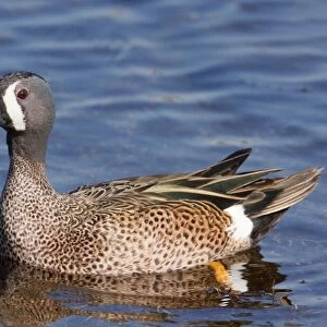 Blue-winged Teal - Male in winter. January in FL USA
