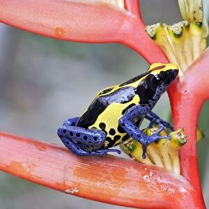 Blue and Yellow Poison Arrow Frog Central Suriname Nature Reserve South America