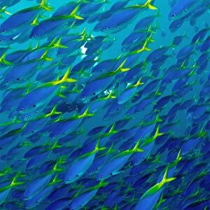 Blue and Yellow Snapper - seen in vast schools moving as one along the reef dropoffs - plankton feeding fish - Fiji