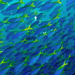 Blue and Yellow Snapper - seen in vast schools moving as one along the reef dropoffs - plankton feeding fish - Fiji Blue and Yellow Snapper - seen in vast schools moving as one along the reef dropoffs - plankton feeding fish - Fiji