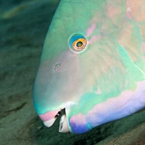 Bluebarred / Blue-barred Parrotfish - Red Sea