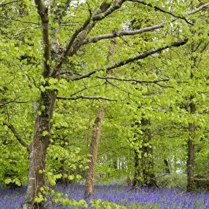 Bluebells - amongst Beech Trees in spring - Lanhydrock Woods, Cornwall, UK