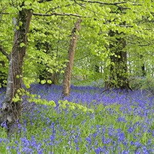 Bluebells - amongst Beech Trees in spring - Lanhydrock Woods, Cornwall, UK