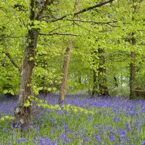 Bluebells - amongst Beech Trees in spring - Lanhydrock Woods, Cornwall, UK Bluebells - amongst Beech Trees in spring - Lanhydrock Woods, Cornwall, UK