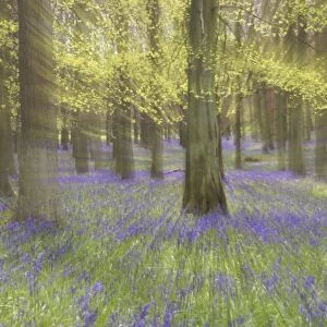 Bluebells - in Beech Woodland, Dockey Wood, Herts, UK Zoom blurs - no digital manipulation PL000176