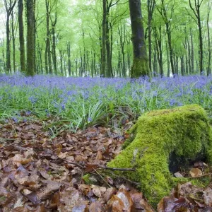 Bluebells in Flower at Idless Woods - Cornwall - UK Bluebells in Flower at Idless Woods - Cornwall - UK