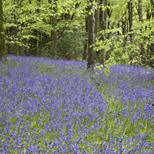 Bluebells - in spring - Idless Woods - Cornwall - UK