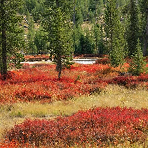Blueberry leaves in autumn red coloration, Yellowstone National Park, Wyoming Date: 25-09-2020