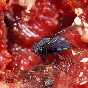 Bluebottle - laying eggs on meat UK