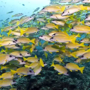 Bluelined Snapper - school - Maldives Bluelined Snapper - school - Maldives