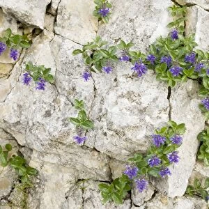 Bluish Paederota - on limestone, Monte Baldo, Italy