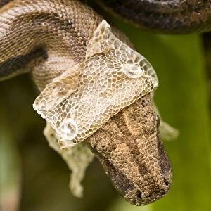 Boa Constictor - shedding skin - Tropical rainforest - Guanacaste National Park - Costa Rica