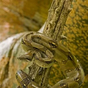Boa Constrictor - in tree - Costa Rica