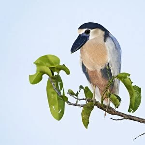 Boat-billed Heron. Adult. Nayarit Mexico in March