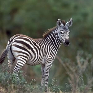 Boehm's / Grant's Zebra. Africa