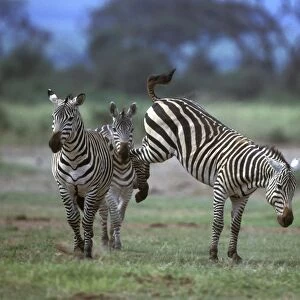 Boehm's / Grant's Zebra - fighting. Africa