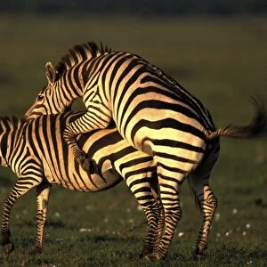 Boehm's / Grant's Zebra - pair mating. Maasai Mara National Park - Kenya - Africa