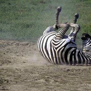 Boehm's / Grant's Zebra - rolling. Africa