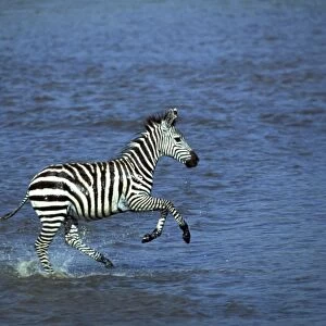 Boehm's / Grant's Zebra - running through water