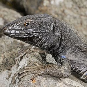 Boettger's Lizard - male - La Gomera - Canary Islands