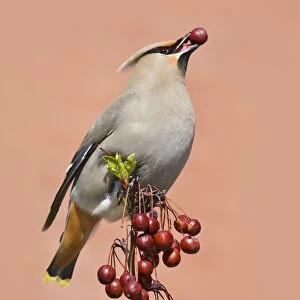 Bohemian Waxwing - with berry in mouth - Connecticut - USA - April
