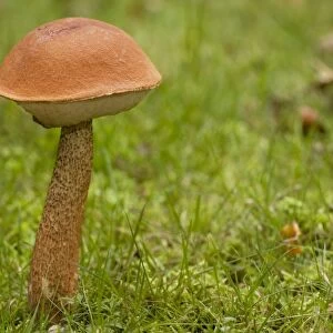 A bolete fungus