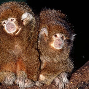 Bolivian Grey Titi Monkey Tropical rainforests of Bolivia