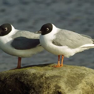 Bonaparte's Gull - pair