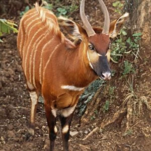 Bongo Antelope Kenya, Africa