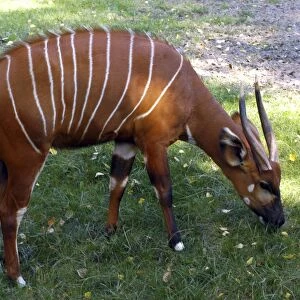 Bongo Antelope - Male feeding on grass Central Africa
